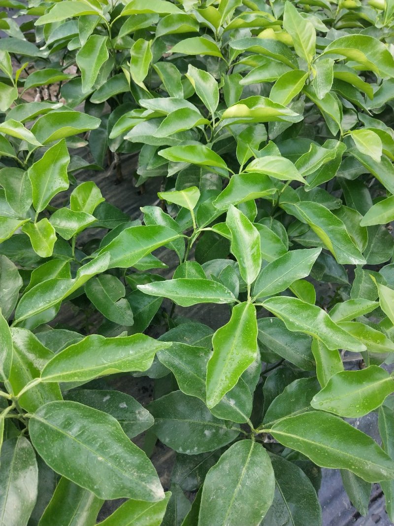 沃柑苗包邮嫁接苗