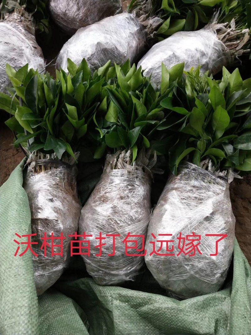 沃柑苗包邮嫁接苗