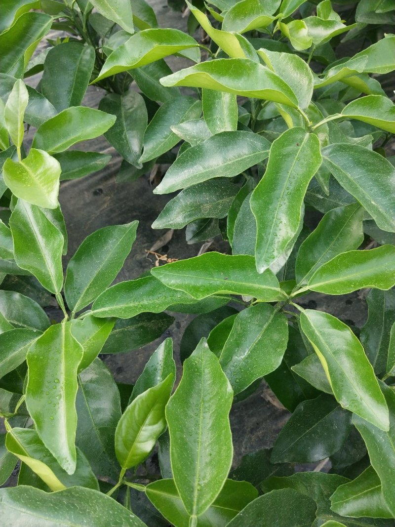 沃柑苗包邮嫁接苗