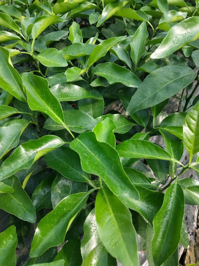 沃柑苗包邮嫁接苗