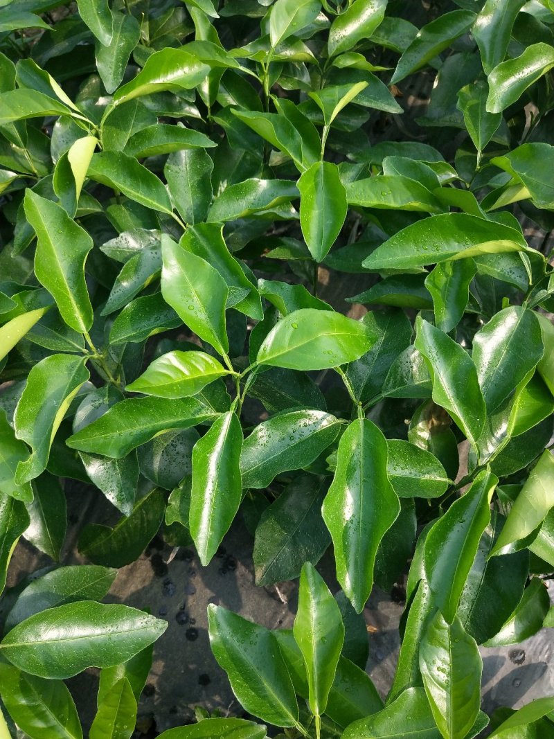 沃柑苗包邮嫁接苗