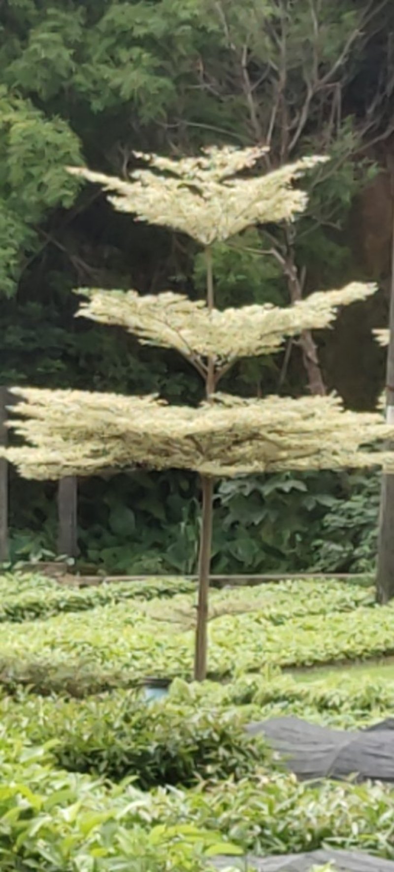 小叶榄仁锦叶榄仁花叶榄仁小叶榄仁嫁接苗批发