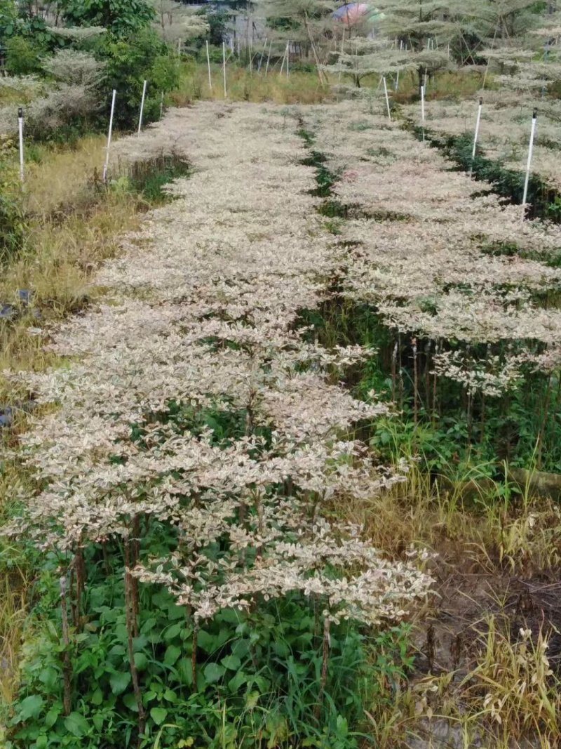 小叶榄仁锦叶榄仁花叶榄仁小叶榄仁嫁接苗批发
