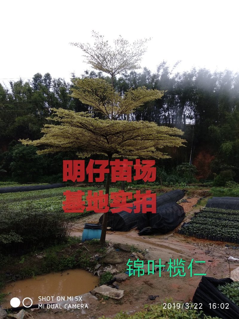 小叶榄仁锦叶榄仁花叶榄仁小叶榄仁嫁接苗批发