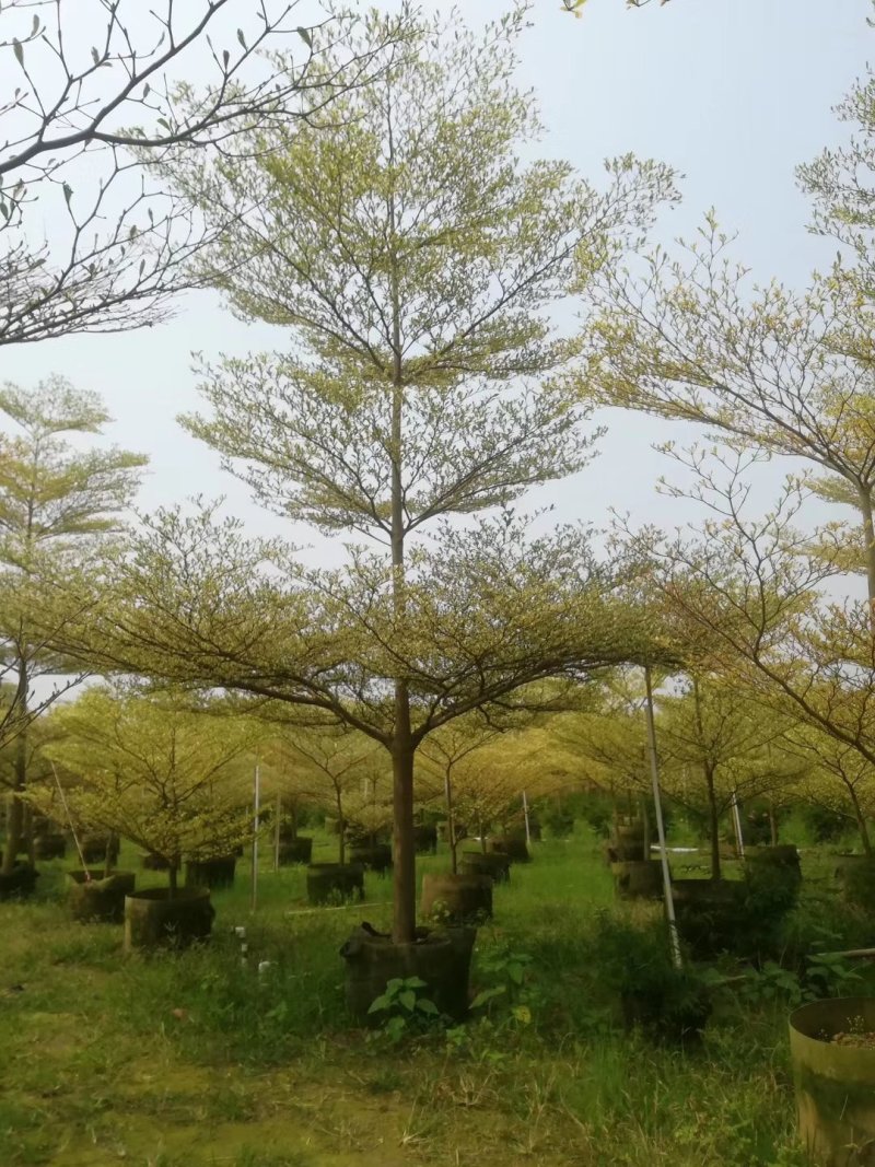 小叶榄仁锦叶榄仁花叶榄仁小叶榄仁嫁接苗批发
