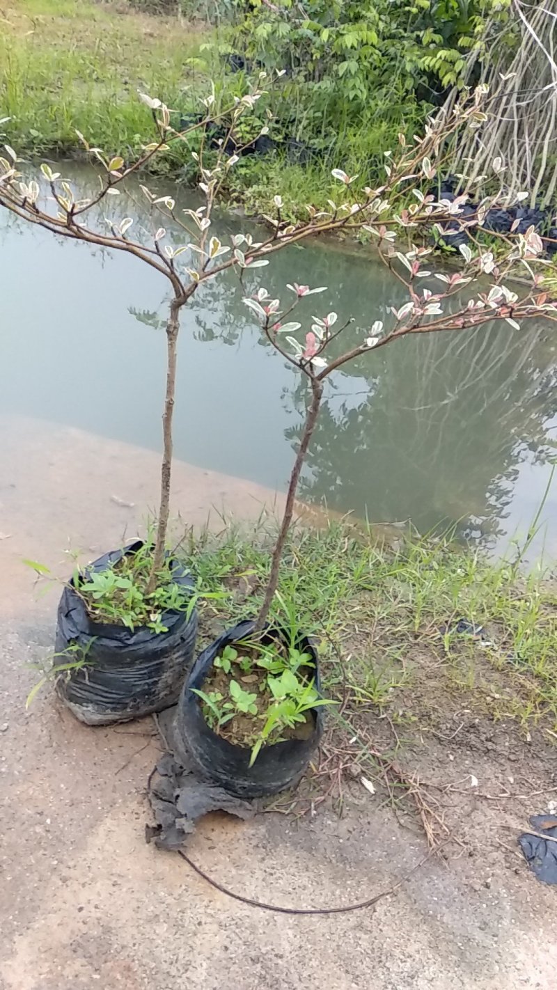 小叶榄仁锦叶榄仁花叶榄仁小叶榄仁嫁接苗批发