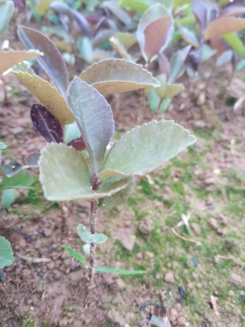 油茶苗