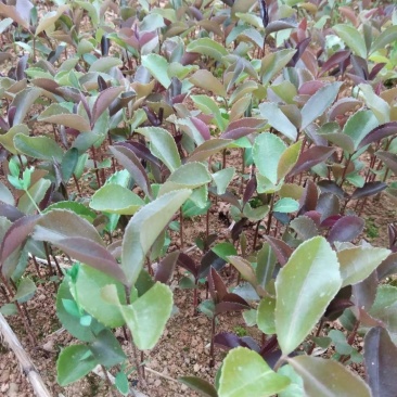 油茶苗