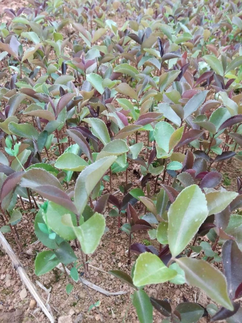 油茶苗