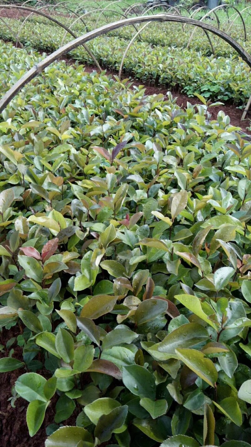 油茶苗
