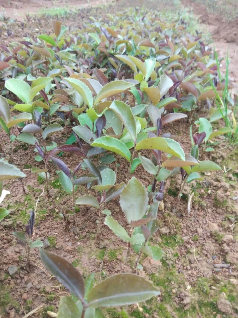 油茶苗