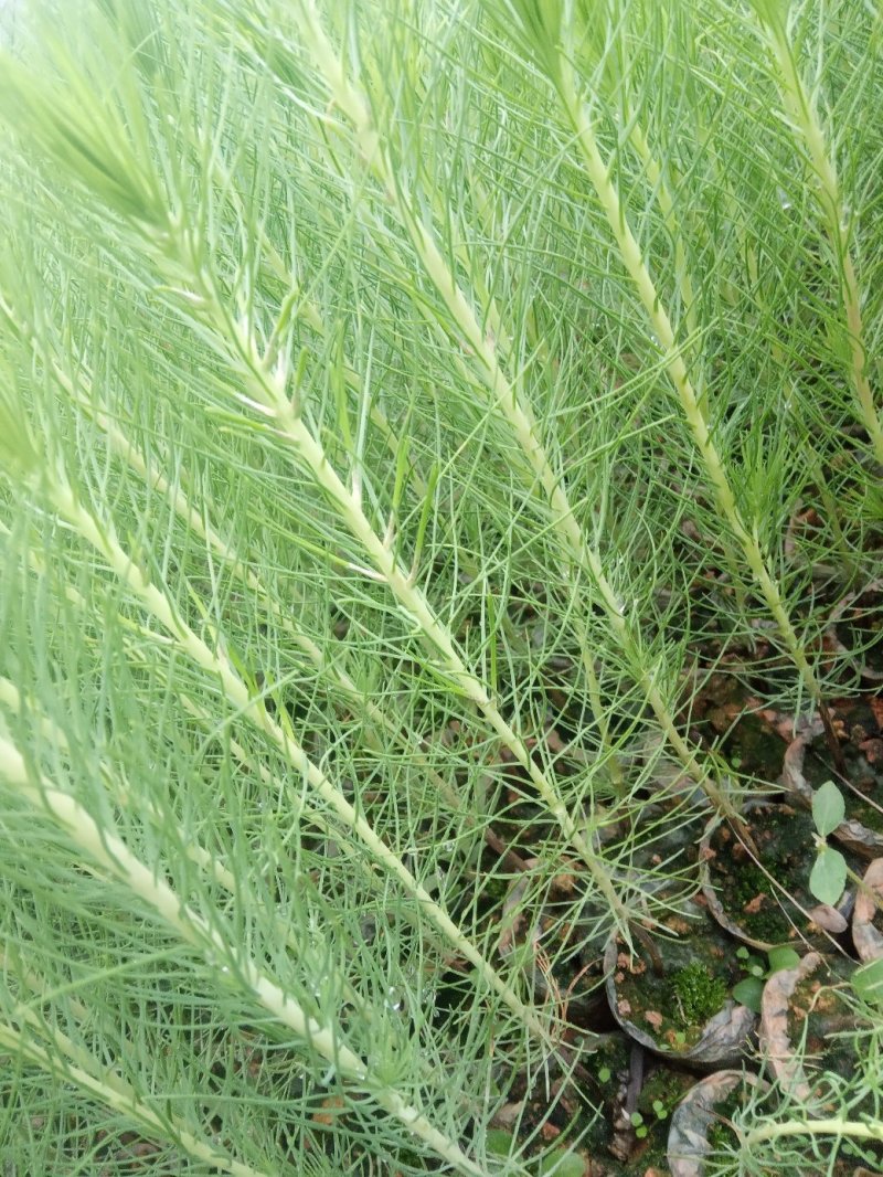 供应松树湿地松杯苗