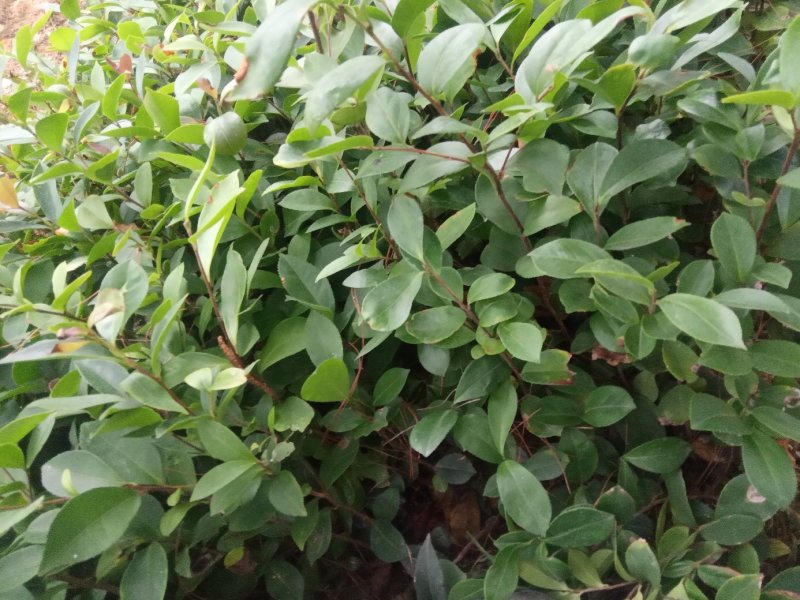 供应松树湿地松杯苗