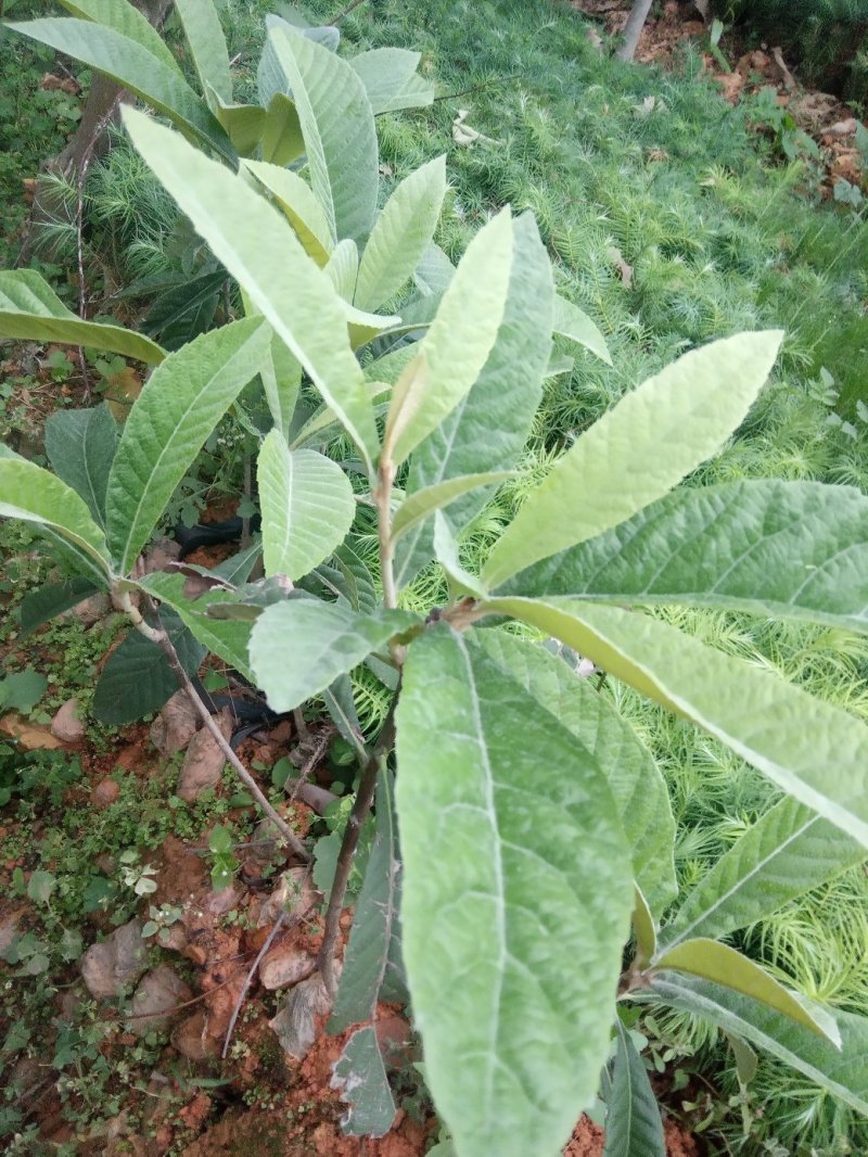 供应松树湿地松杯苗