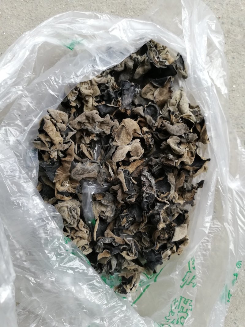 跑江湖青川黑木耳小木耳