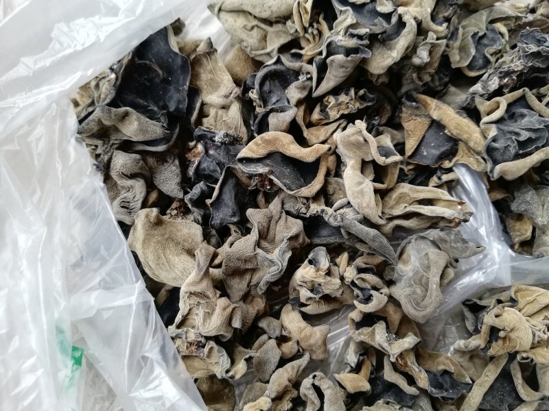 跑江湖青川黑木耳小木耳