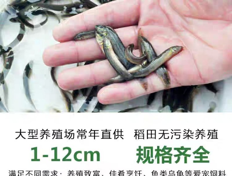 台湾泥鳅苗，渔场直发，淡水专业技术养殖，售后服务一条龙