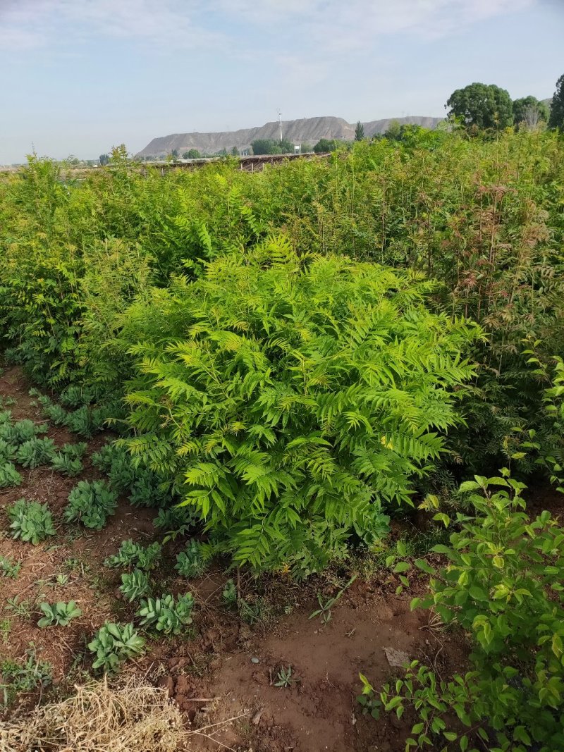 珍珠梅球冠幅一米到一米五