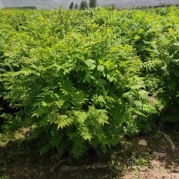 珍珠梅球冠幅一米到一米五
