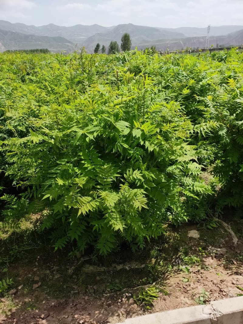 珍珠梅球冠幅一米到一米五