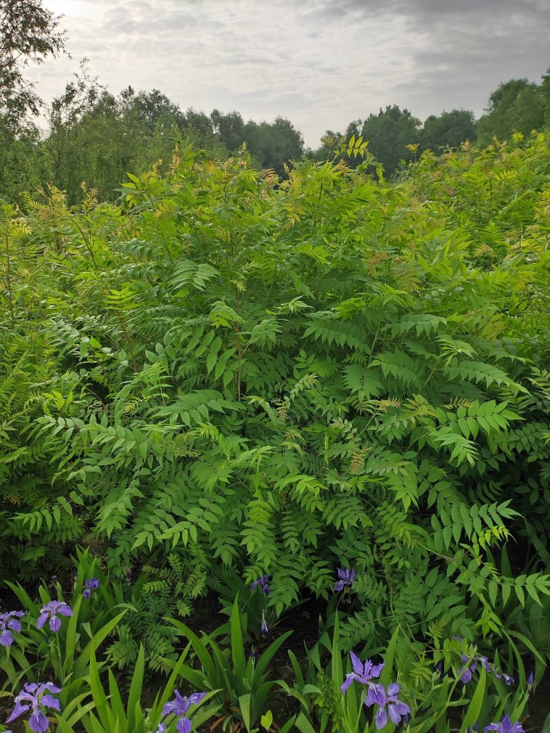 珍珠梅球冠幅一米到一米五