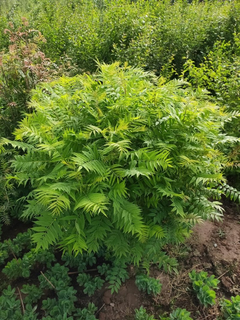 珍珠梅球冠幅一米到一米五