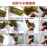 大量供应批发包粽叶新鲜叶子供应电商平台