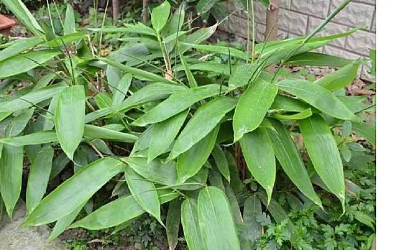 大量供应批发包粽叶新鲜叶子供应电商平台