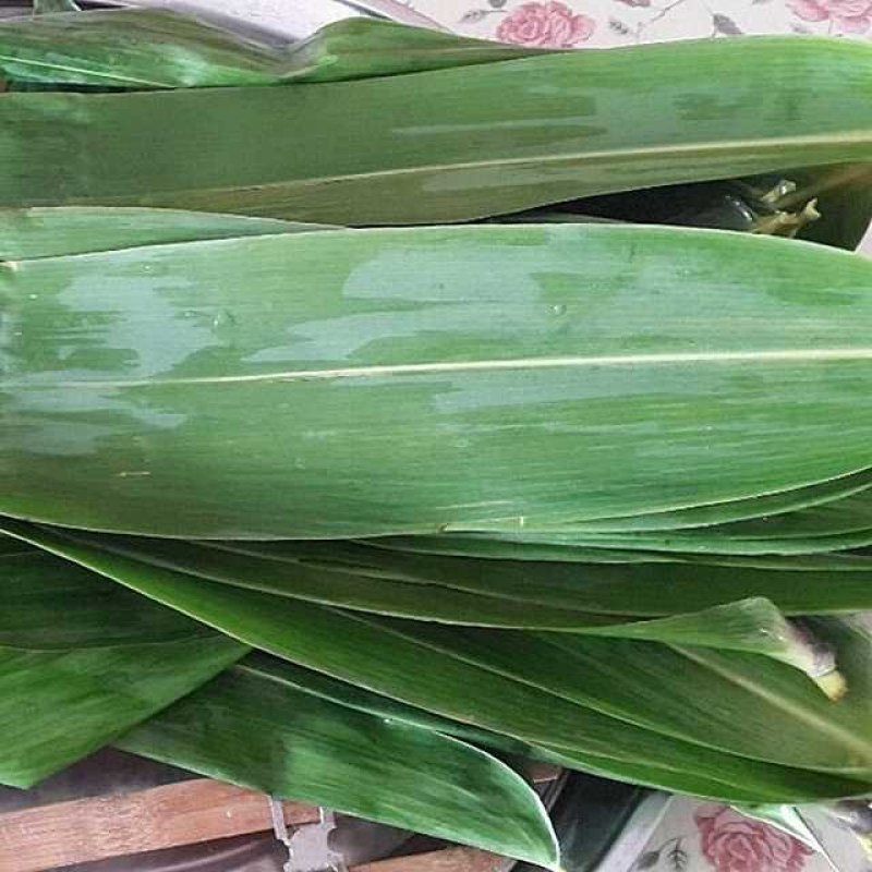 大量供应批发包粽叶新鲜叶子供应电商平台