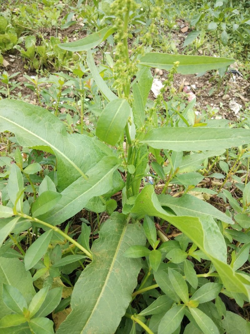 野生土大黄