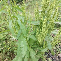 野生土大黄