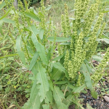 野生土大黄