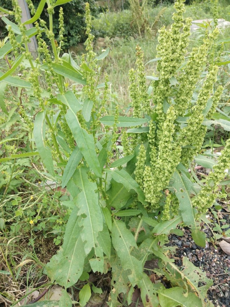 野生土大黄