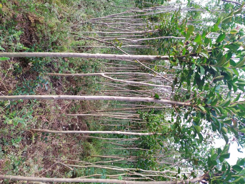 紫薇，红火箭，红火球，红叶紫薇2一4公分