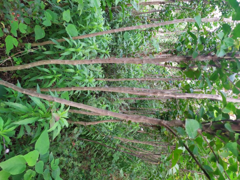 紫薇，红火箭，红火球，红叶紫薇2一4公分