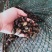 鄱阳湖螺丝