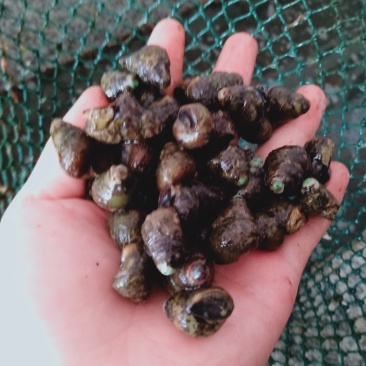 鄱阳湖螺丝
