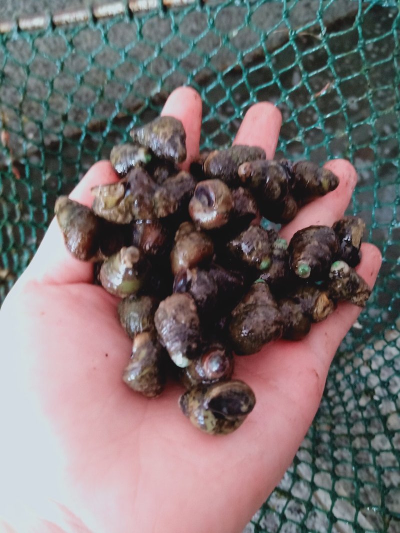 鄱阳湖螺丝