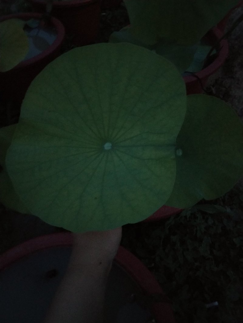 荷花盆栽