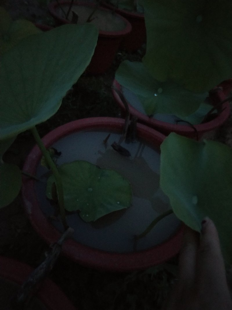 荷花盆栽