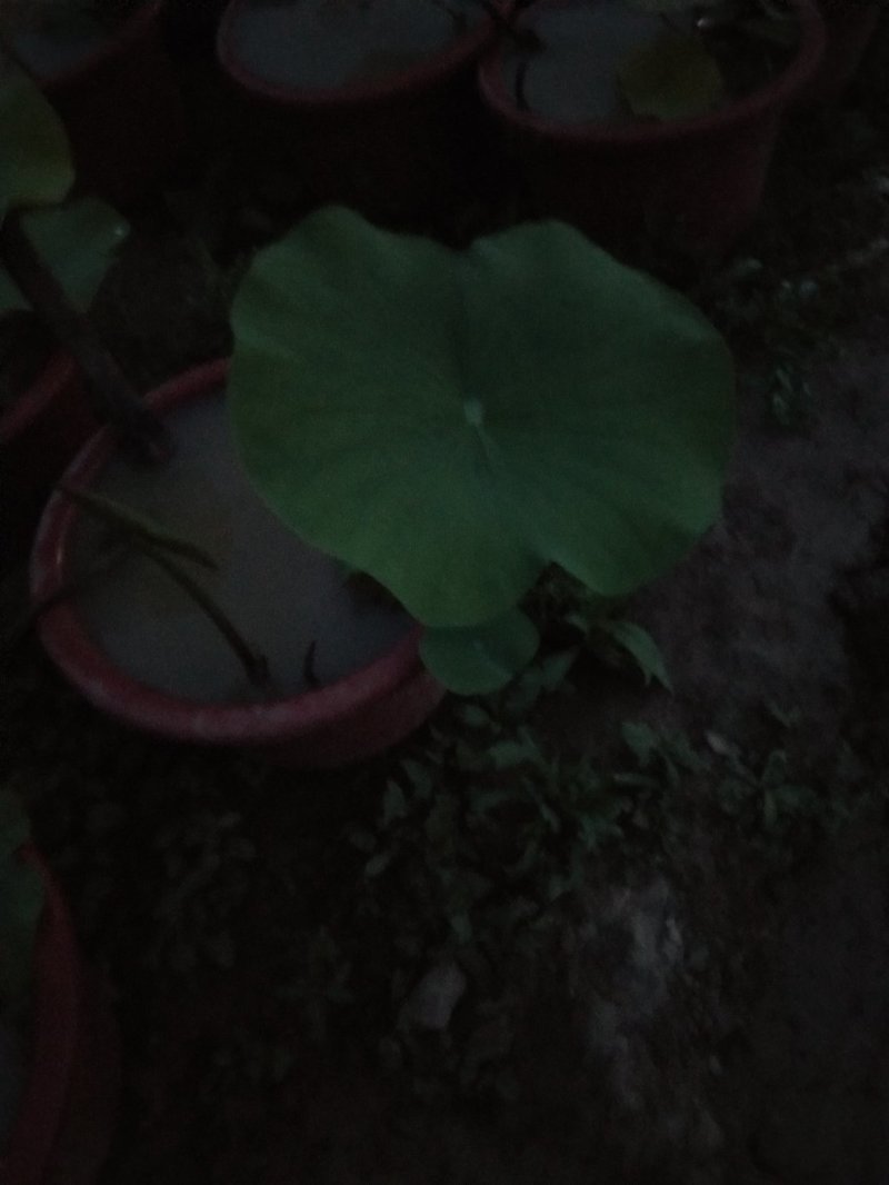 荷花盆栽