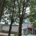 小叶香樟移载3-35公分存活率高品质保证