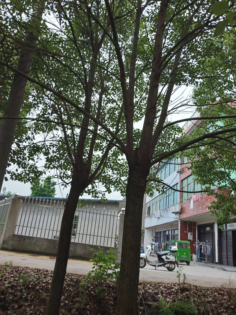 小叶香樟移载3-35公分存活率高品质保证