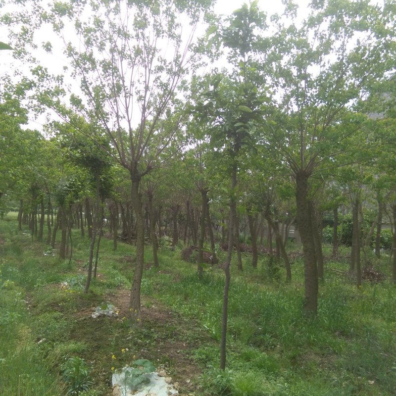乌桕3-25公分，大量，另有小苗供应高度0.6-1.2米