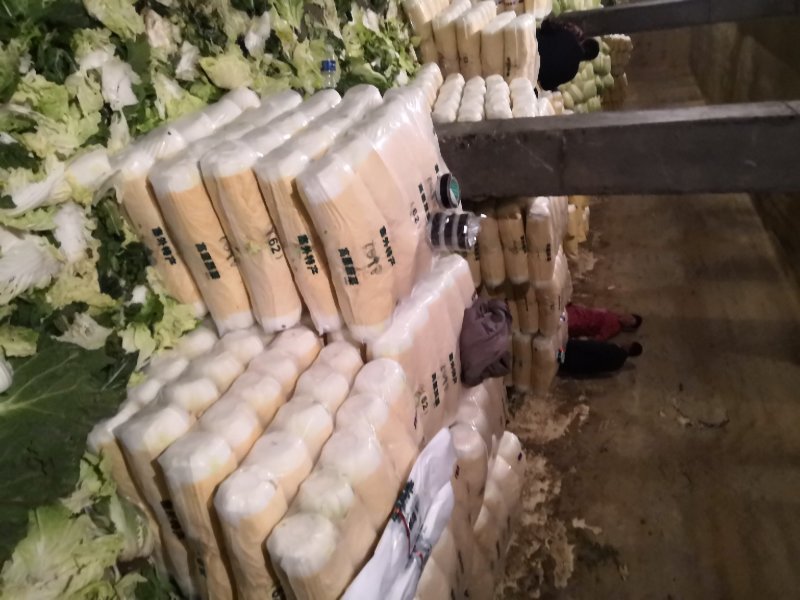 阳春白菜白菜河北白菜产地直销热卖价格实惠实力供应
