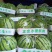 8424麒麟，6斤打底9成熟1茬，产地直供，一手货源