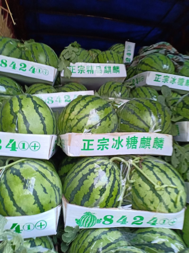 8424麒麟，6斤打底9成熟1茬，产地直供，一手货源