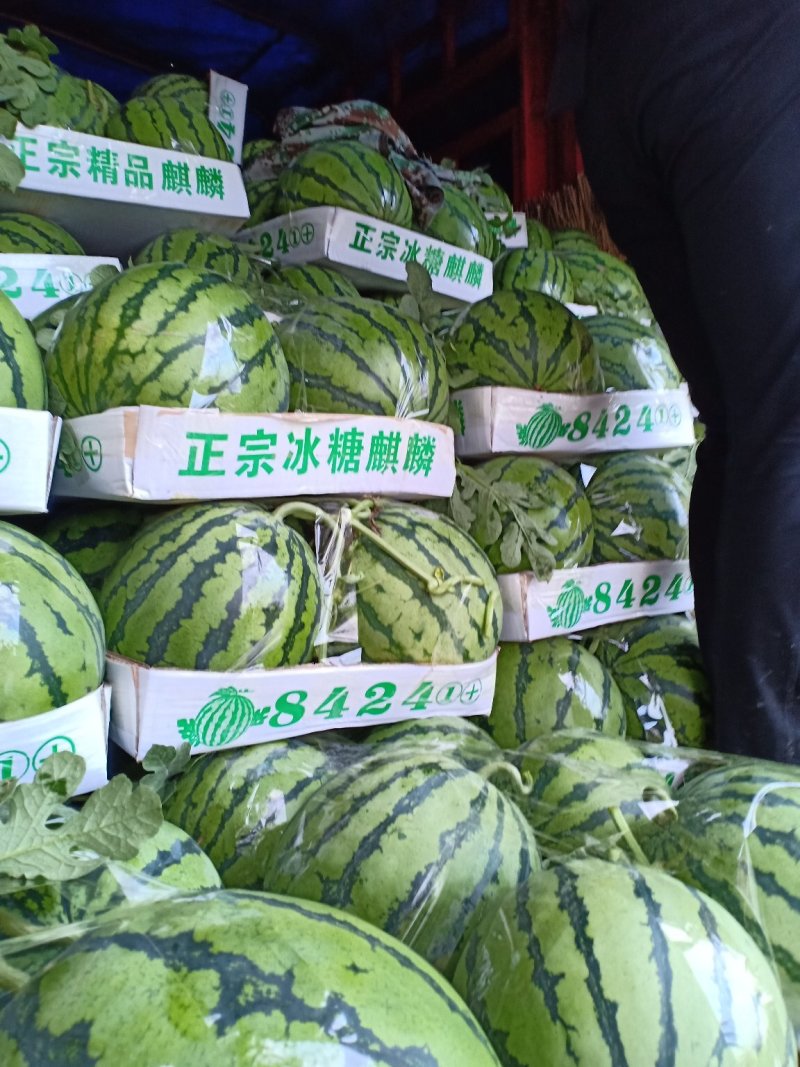 8424麒麟，6斤打底9成熟1茬，产地直供，一手货源