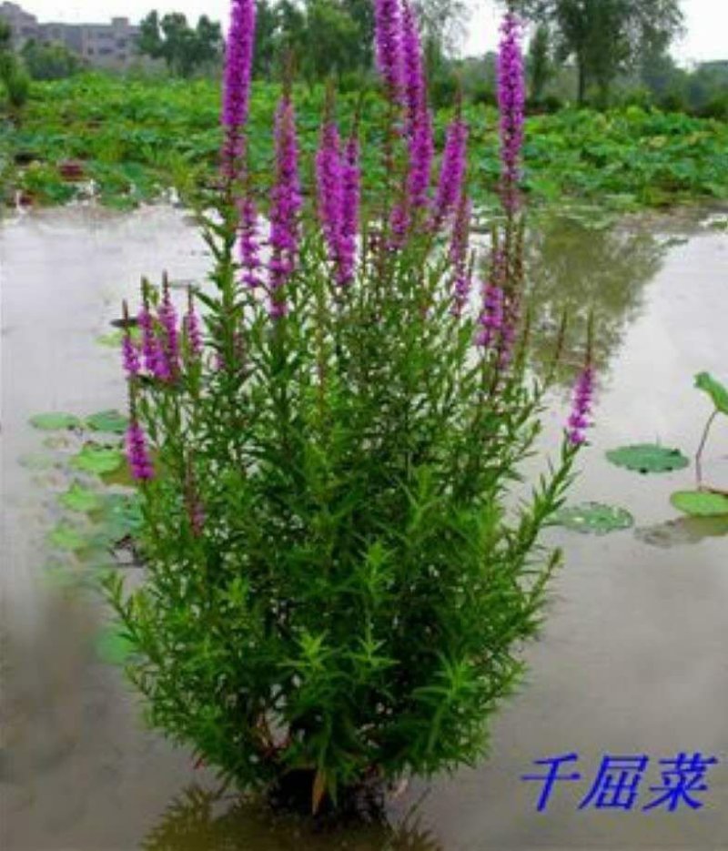 千屈菜哪里便宜有卖/千屈菜批发供应厂家电话