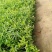 千屈菜哪里便宜有卖/千屈菜批发供应厂家电话